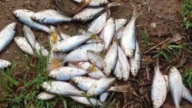 ظاهرة غريبة : تساقط الأسماك تثير الذعر بين سكان فرانسسيكو