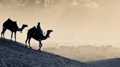 العلماء: الهجرة المستدامة مشروع لبناء الإنسان وتجديد نهضة الأمة