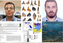 جامعة القاهرة تعلن اكتشاف «مقبرة لأسماك القرش» عمرها أكثر من 70 مليون عام