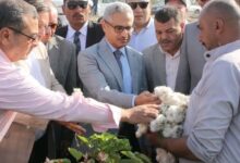 محافظ بني سويف يفتتح موسم جَني القطن 2026