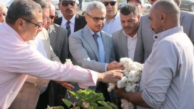 محافظ بني سويف يفتتح موسم جَني القطن 2026