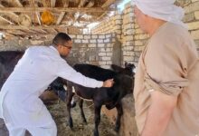 تحصين ٤٥ ألفًا و٤٣٥ حيوانًا ضد الحمى القلاعية وحمى الوادي المتصدع