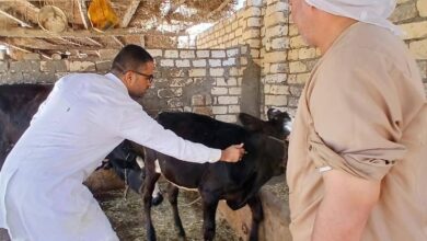 تحصين ٤٥ ألفًا و٤٣٥ حيوانًا ضد الحمى القلاعية وحمى الوادي المتصدع