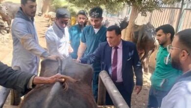 كلية الطب البيطري – جامعة مدينة السادات تُنظّم قافلة طبية بيطرية