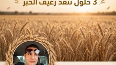 كيف نخرج من أزمة القمح؟ ثلاث حلول تنقذ رغيف الخبز