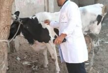 محافظ الغربية يتابع الحملة القومية للتحصين ضد الجلد العقدي وطاعون المجترات الصغيرة  