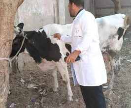 محافظ الغربية يتابع الحملة القومية للتحصين ضد الجلد العقدي وطاعون المجترات الصغيرة