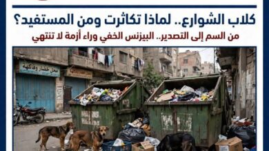 كلاب الشوارع في مصر.. لماذا تكاثرت؟ ومن هو المستفيد الخفي من بقائها؟